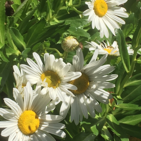 Meet your Posher, Leta - Picture 3 of 8