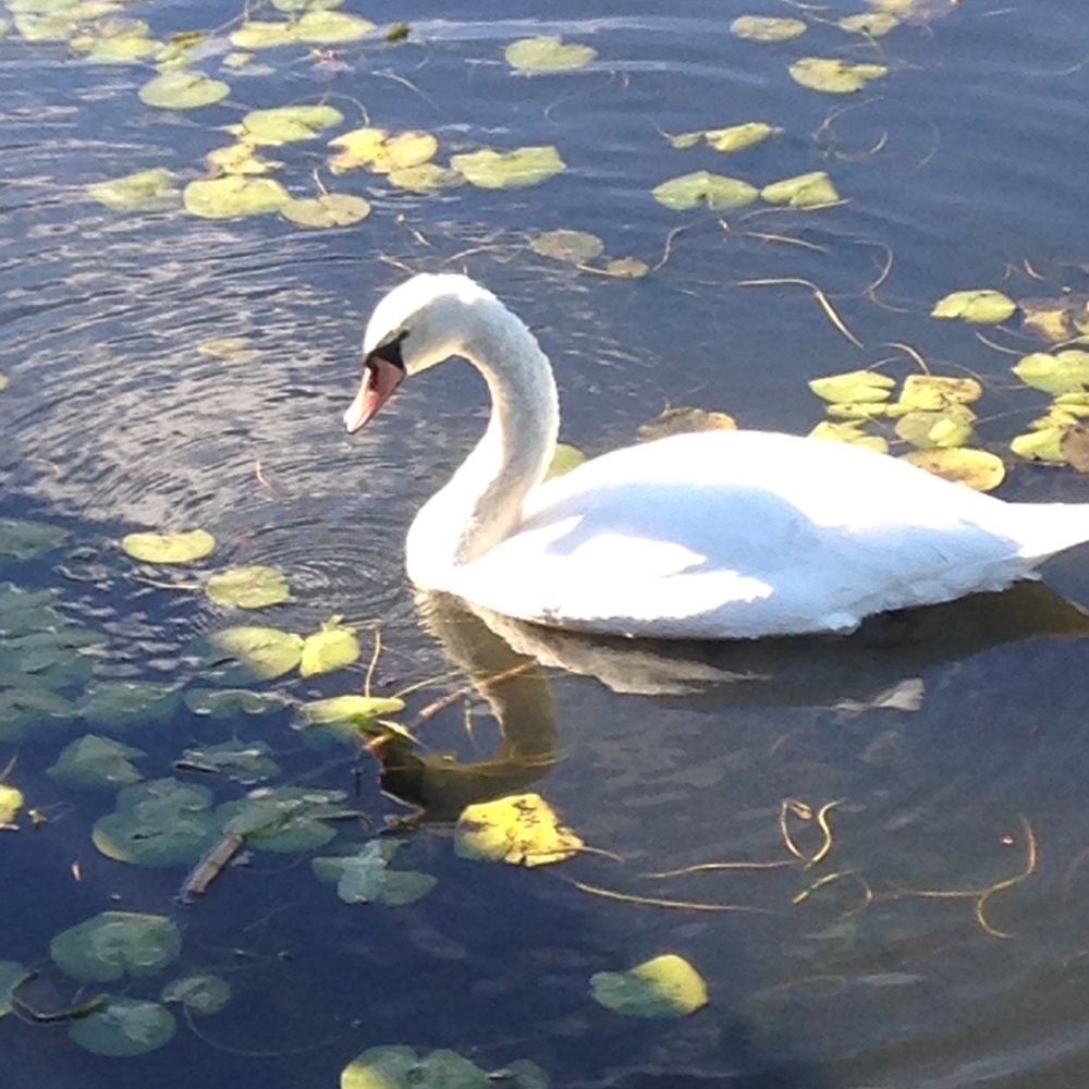 Meet your Posher, Heide