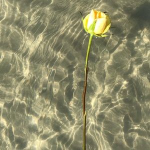 Meet your Posher, Sally