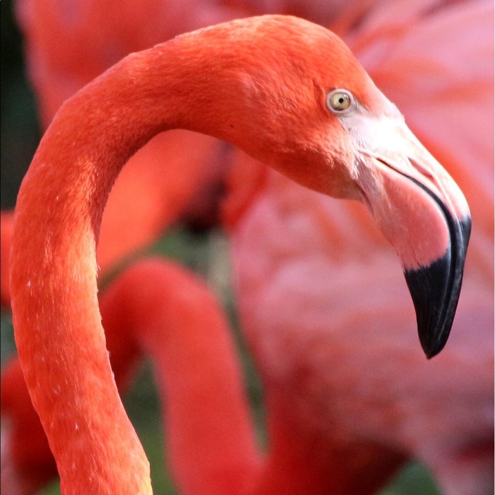 Meet your Posher, Beverly