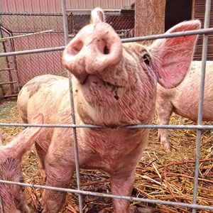 Meet your Posher, Jene