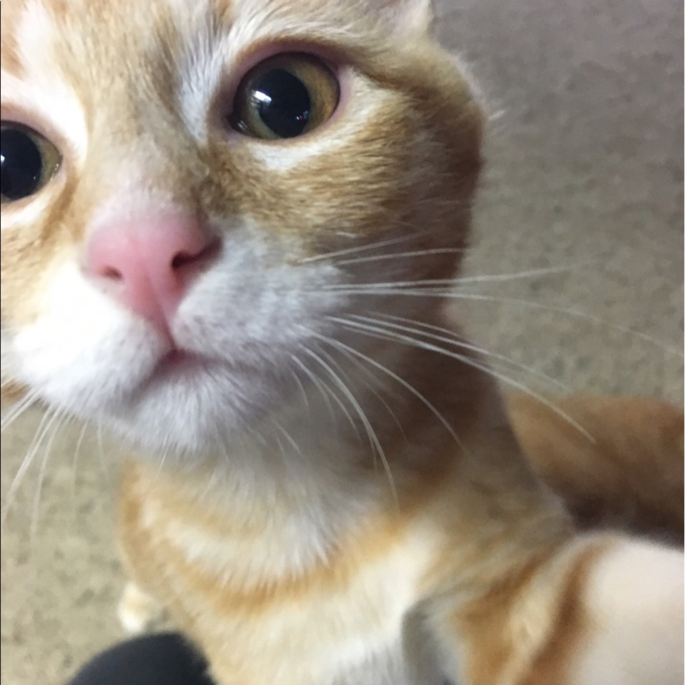 Meet your Posher, Britt