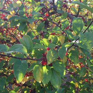 Meet your Posher, Jozefina