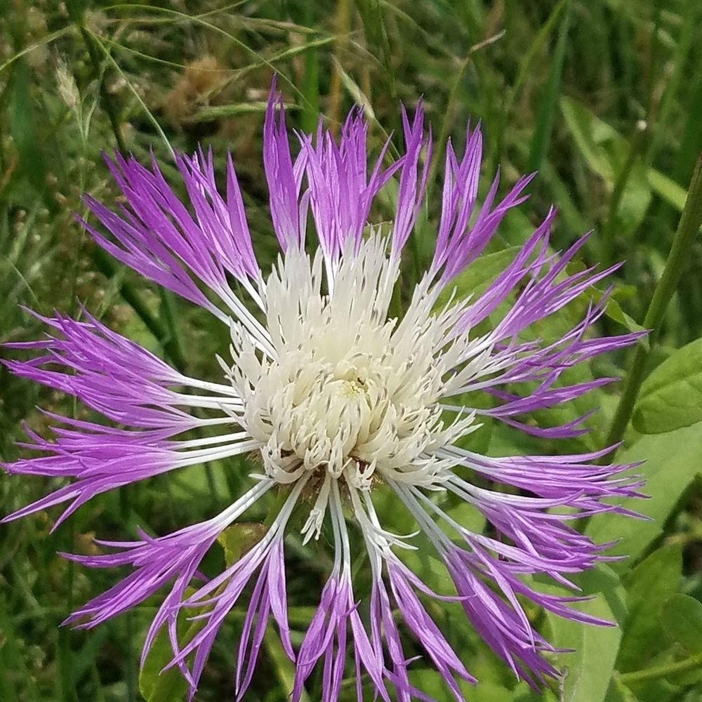 Meet your Posher, Carla