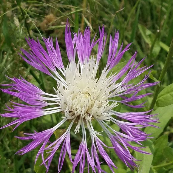 Meet your Posher, Carla - Picture 1 of 1