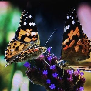 Meet your Posher, Deborah