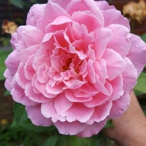 Meet your Posher, Wanda