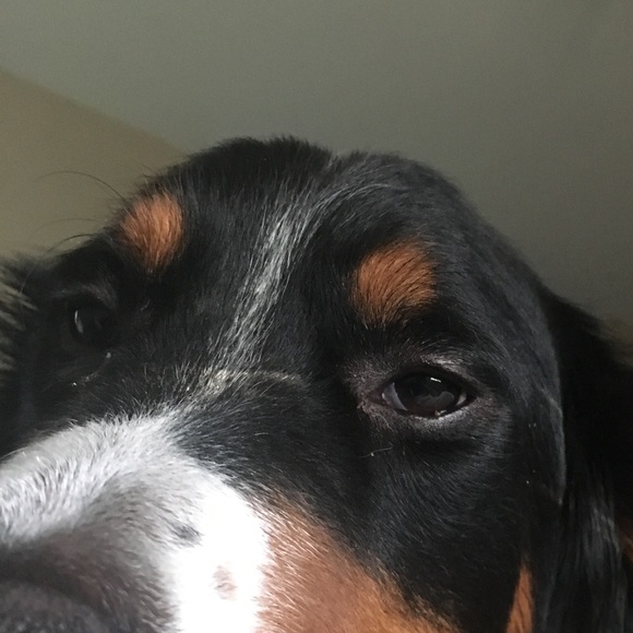 Meet your Posher, Sean - Picture 1 of 1