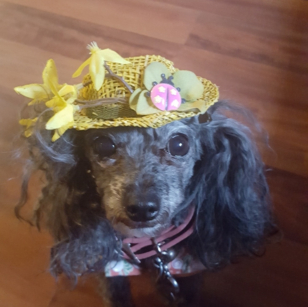 @islandgoddess Thank you so much Suga! 🐩💗🐩💗