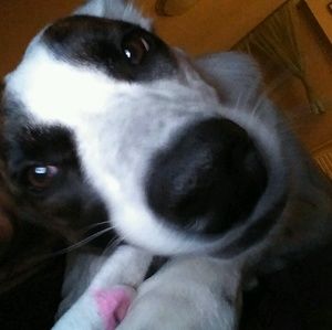 Meet your Posher, Holly