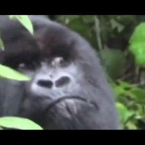 Meet your Posher, Harvey