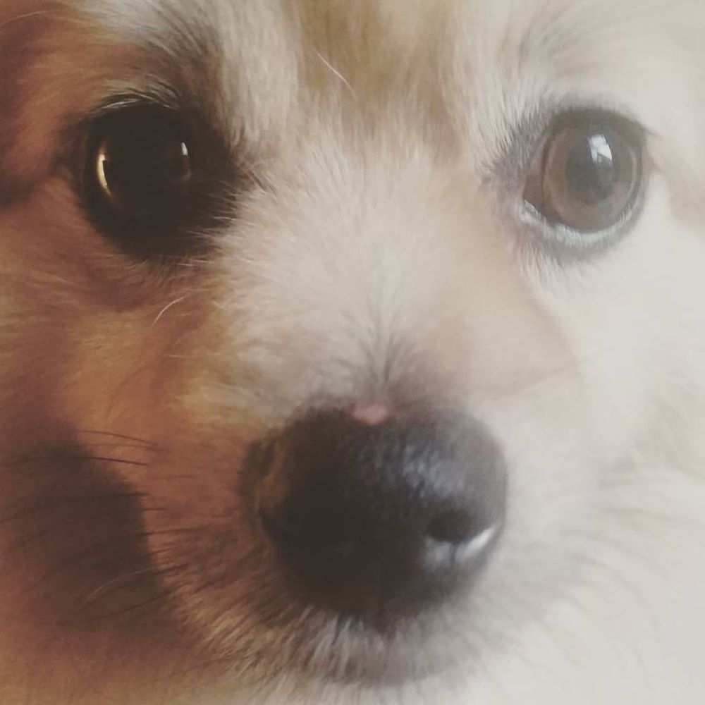 Meet your Posher, Grace