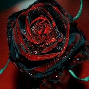 Meet your Posher, Daise