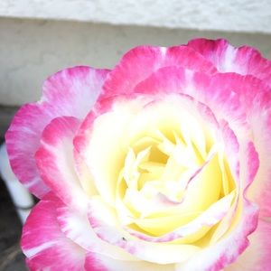 Meet your Posher, Abbie