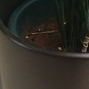 Meet your Posher, Oluremi