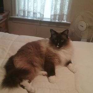 Meet your Posher, Diana