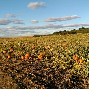 Meet your Posher, Mina