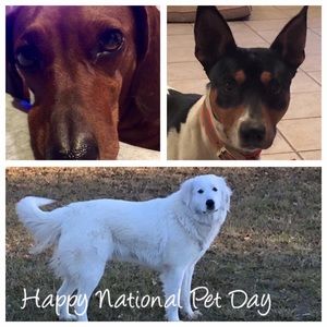 Meet your Posher, Tana