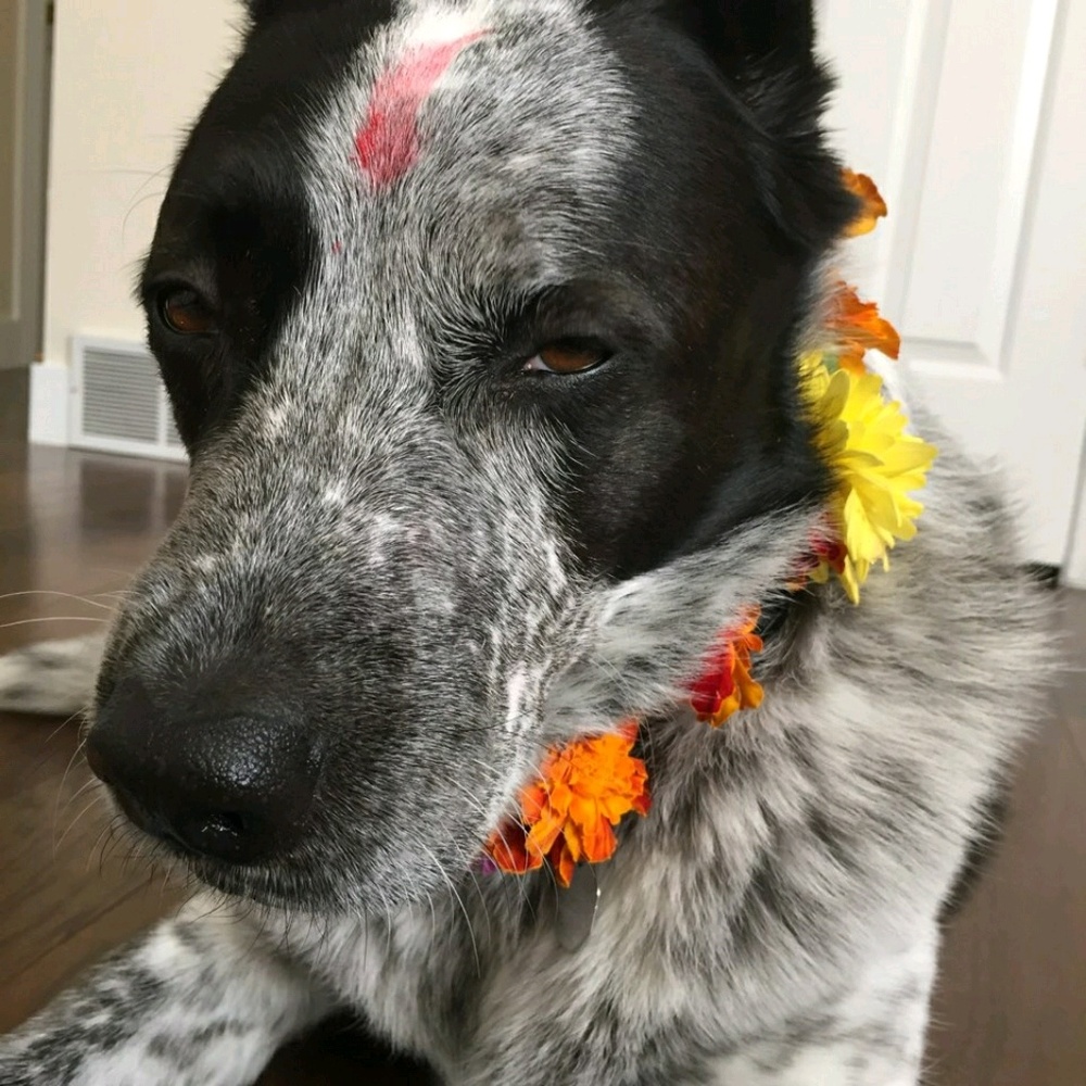 Meet your Posher, Anju