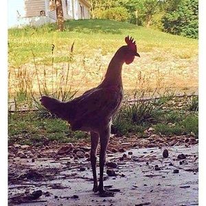 Meet your Posher, Andreka