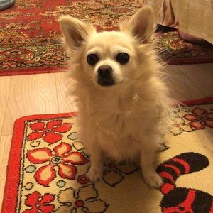 Meet your Posher, Alina