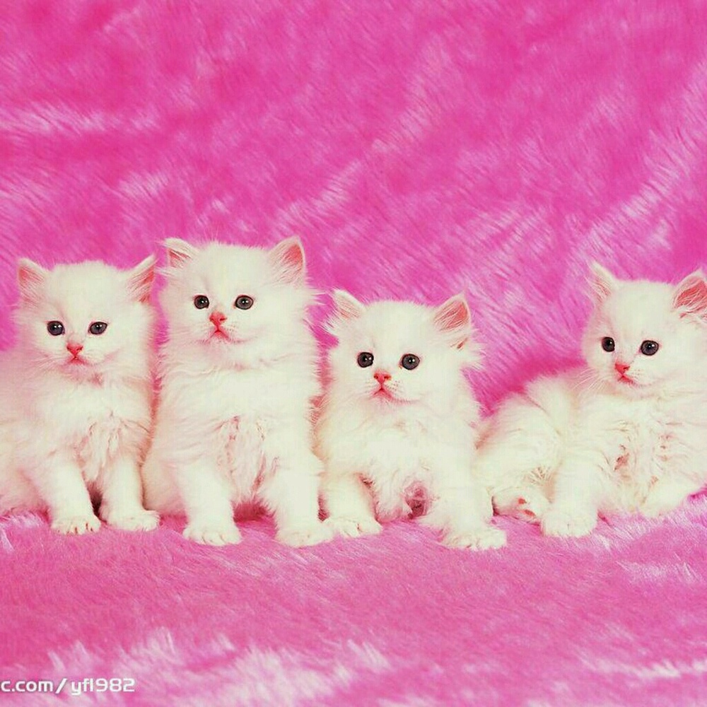 Meet your Posher, Shanii