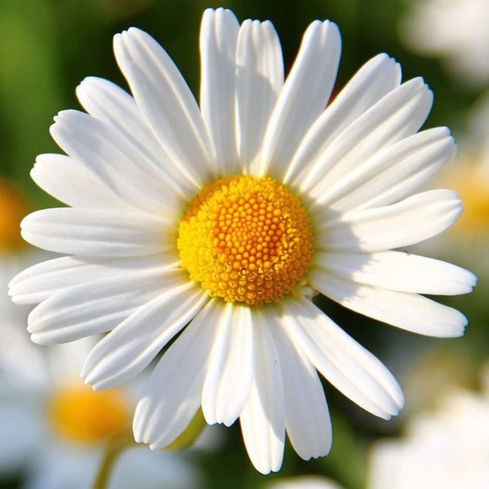 Meet your Posher, Karla