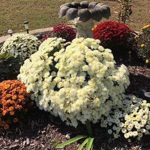 Meet your Posher, Ann