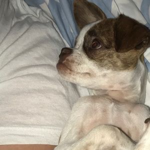 Meet your Posher, Tyson