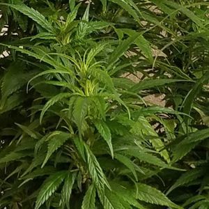 Meet your Posher, Jenny