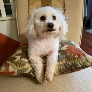 Meet your Posher, Dori