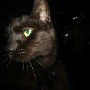 Meet your Posher, Janet