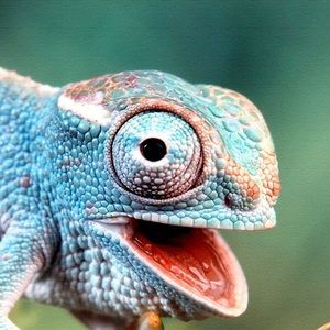 Meet your Posher, Grant