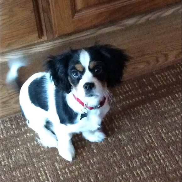 Meet your Posher, Cynthia - Picture 1 of 1