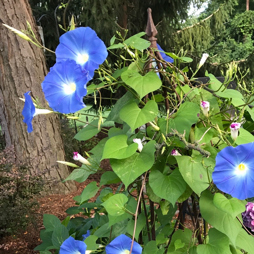 Meet your Posher, Maureen