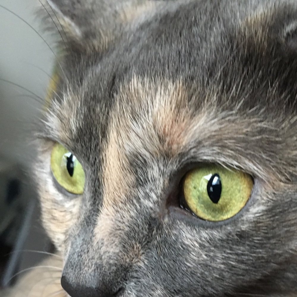 Meet your Posher, Ashy