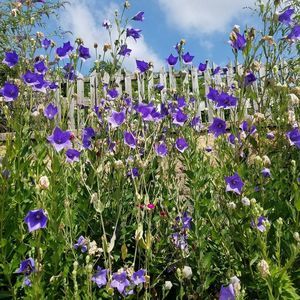 Meet your Posher, Ann