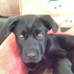 Meet your Posher, Peyton