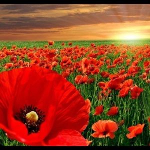 Meet your Posher, Debra