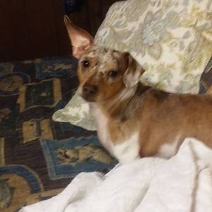 Meet your Posher, Susan