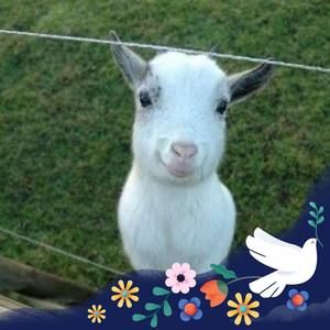 Meet your Posher, Sheila