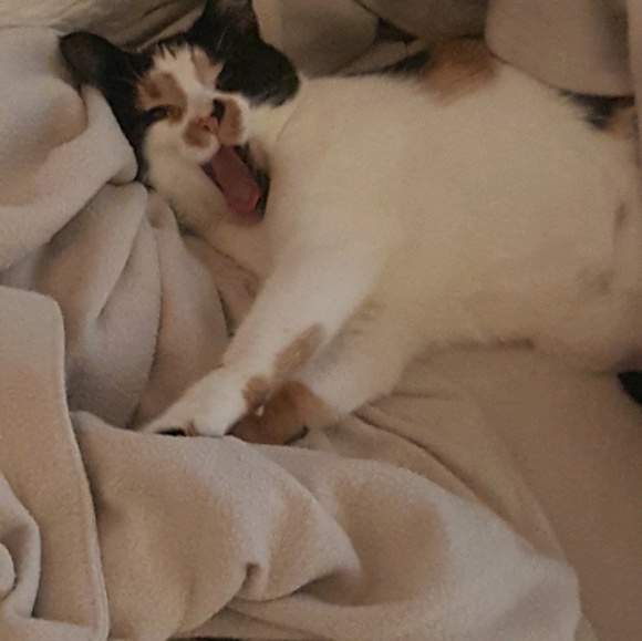 Meet your Posher, Julie - Picture 1 of 1