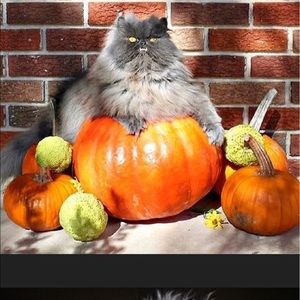 Meet your Posher, Carissa