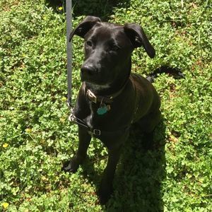 Meet your Posher, Boone