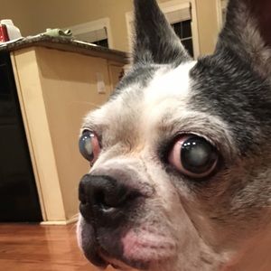 Meet your Posher, Connor