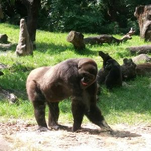 Meet your Posher, Sanae