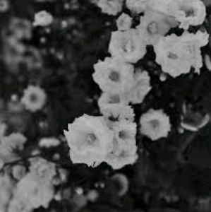 Meet your Posher, Moises