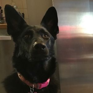 Meet your Posher, Syd