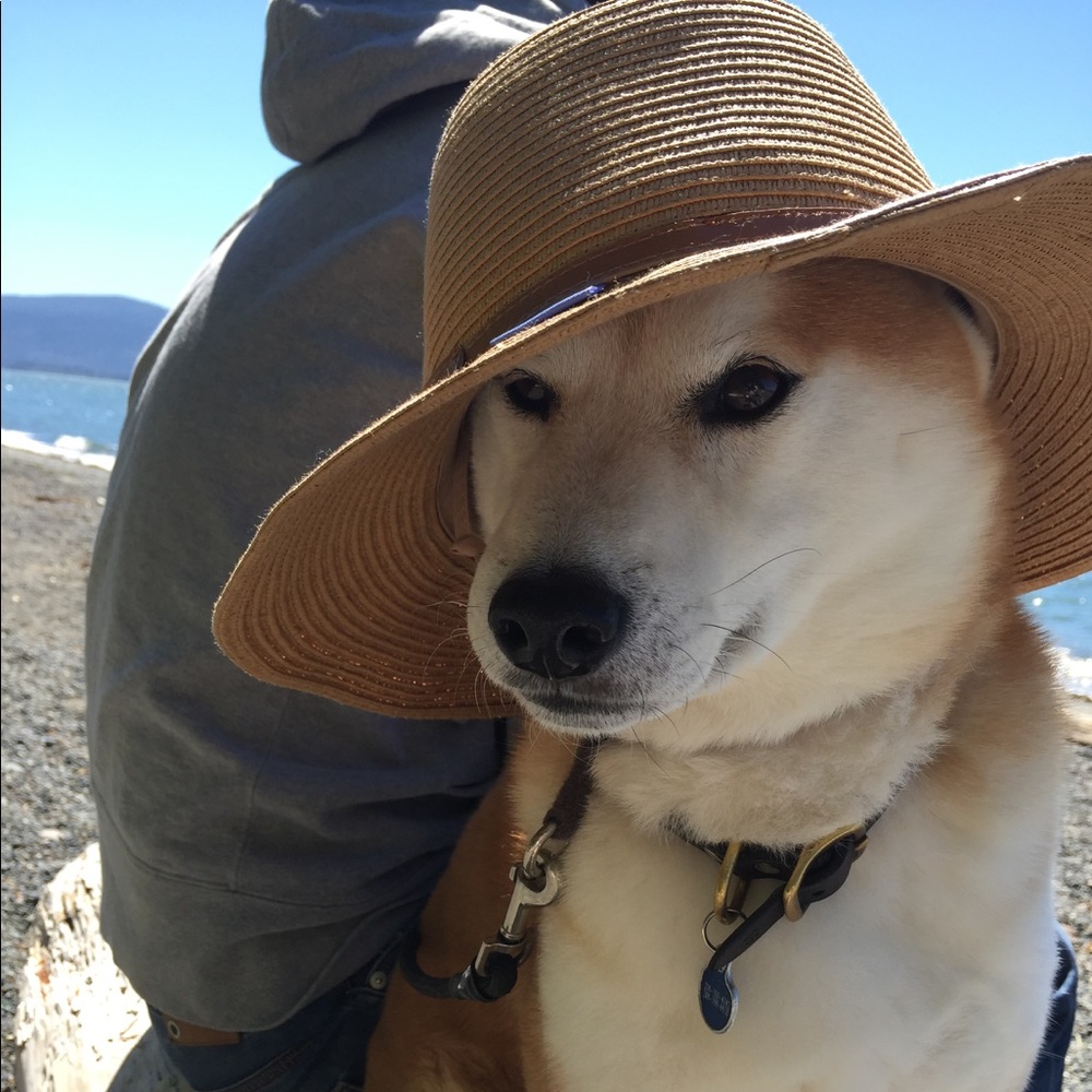 Meet your Posher Pup.