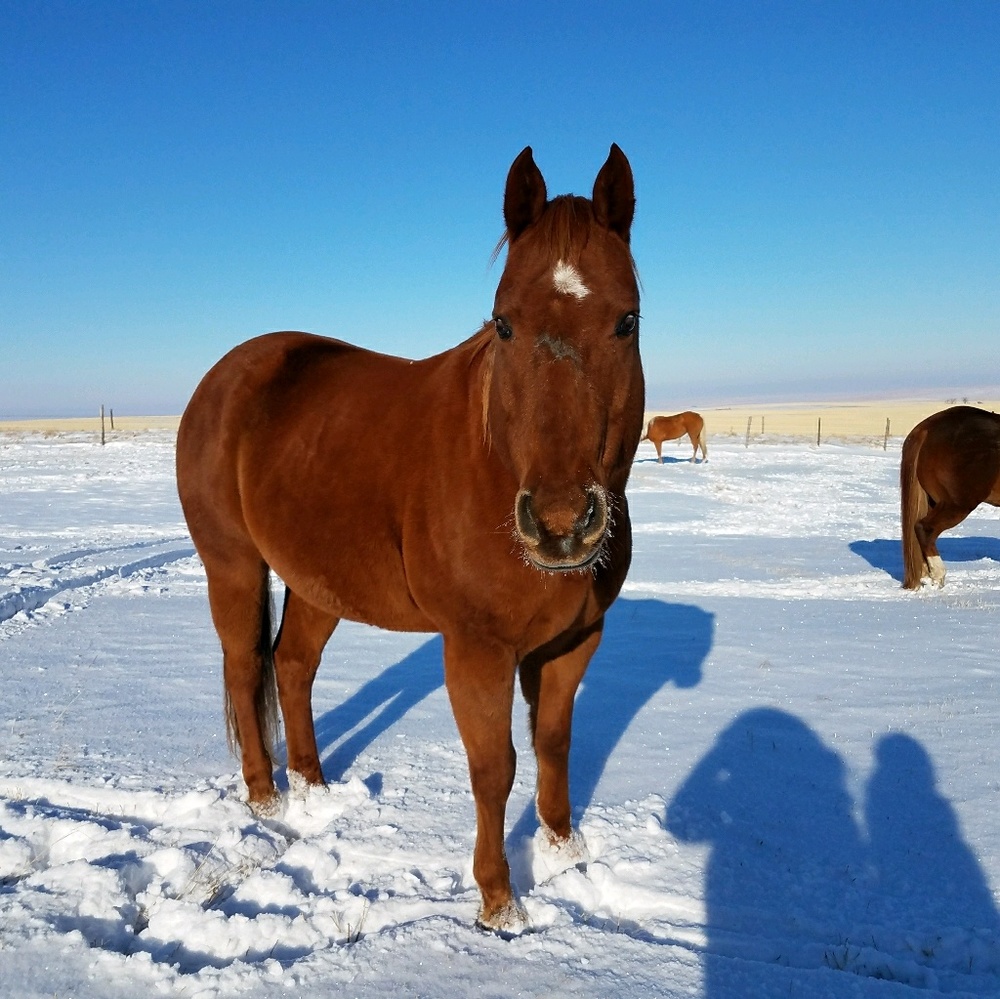 Meet your Posher, Ashley